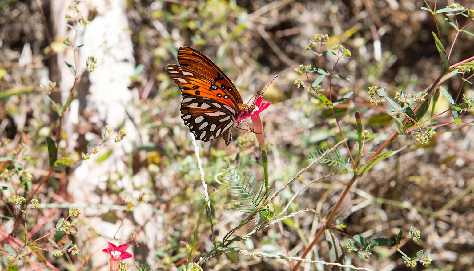 Butterfly in bushes