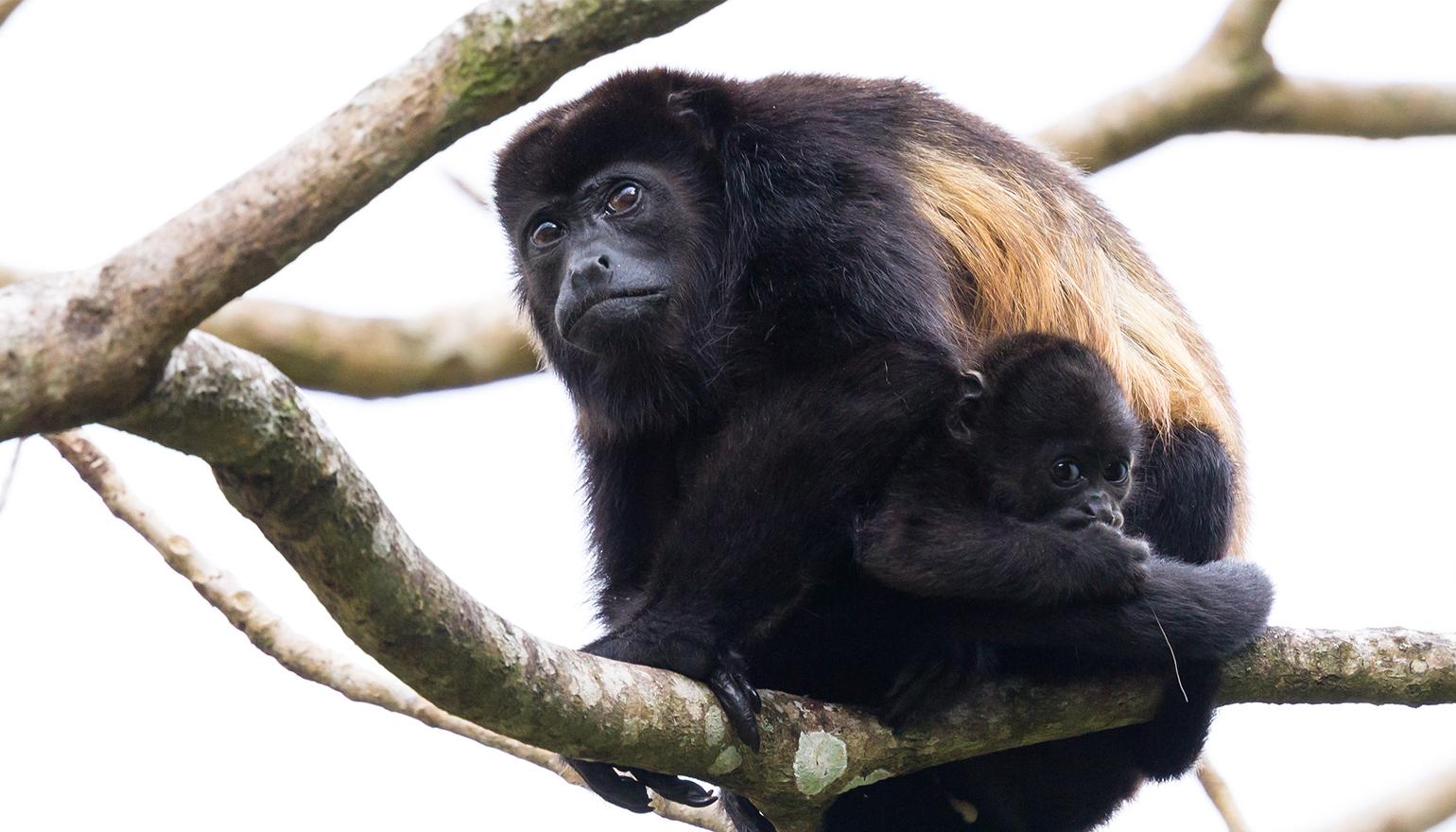 Howler monkey with young climbing tree