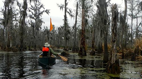 Group kayaking over a swamp